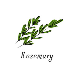 Rosemary sprigs. Aroma herbal icon. Vector illustration