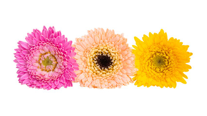 gerbera isolated