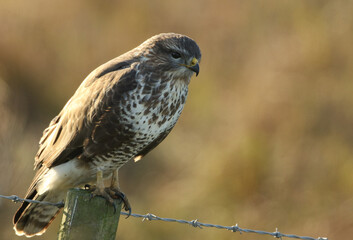 A Buzzard, Buteo buteo, perched on a post at the edge of a field.