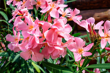 Close up of delicate pink flowers of Nerium oleander and green leaves in a exotic garden in a sunny summer day, beautiful outdoor floral background photographed with soft focus.
