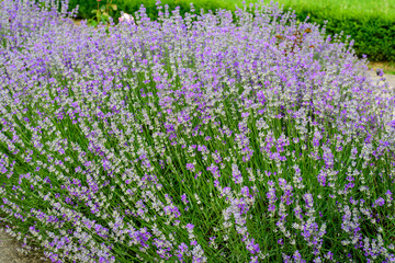 Many small blue lavender flowers in a garden in a sunny summer day photographed with selective focus, beautiful outdoor floral background.