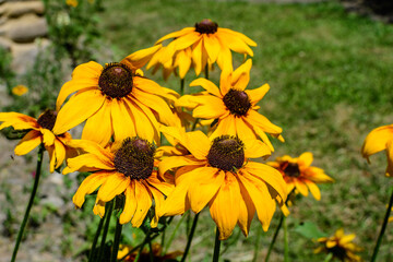 Bright yellow flowers of Rudbeckia, commonly known as coneflowers or black eyed susans, in a sunny summer garden, beautiful outdoor floral background photographed with soft focus.