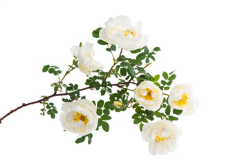 white rose climbing isolated