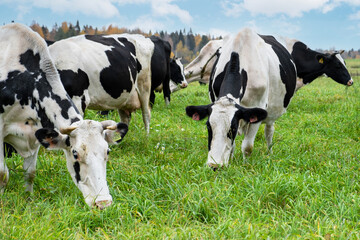 Close-up of farm black and white cows graze in meadow with green grass. Agriculture, farming,...