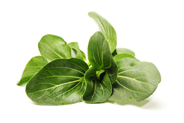 King of Bitter Herb also known as Andrographis paniculata