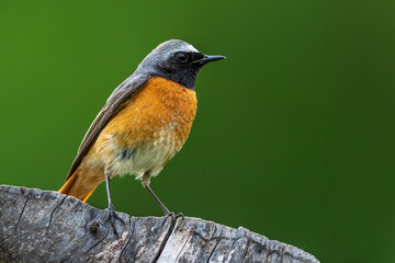 Gartenrotschwanz (Phoenicurus phoenicurus) Männchen