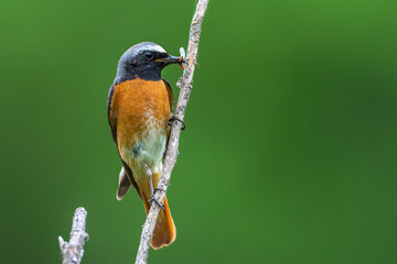 Gartenrotschwanz (Phoenicurus phoenicurus) Männchen