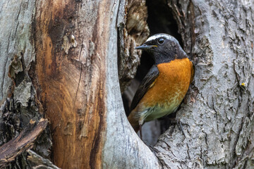 Gartenrotschwanz (Phoenicurus phoenicurus) M&auml;nnchen