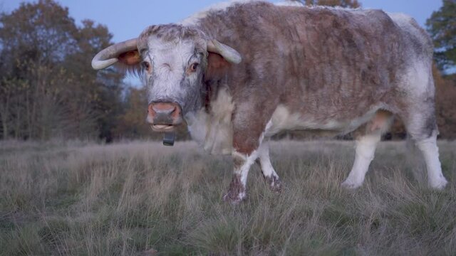 A lone English Longhorn cow staring at the camera curiously and chewing.