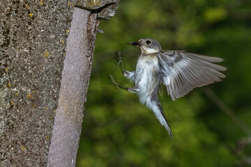 Halsbandschnäpper (Ficedula albicollis) Weibchen