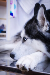 Husky dog in veterinary clinic. Sad dog is lying on the operating table.