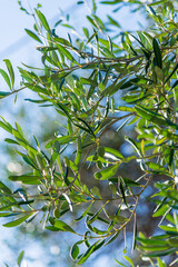 Olive twigs in summer time.