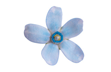 Oxypetalum coeruleum isolated