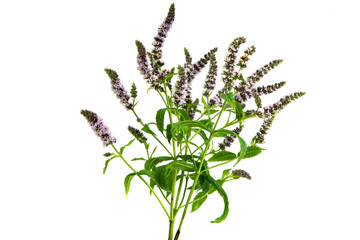 meadow flowers isolated