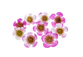 myrtle flowers isolated