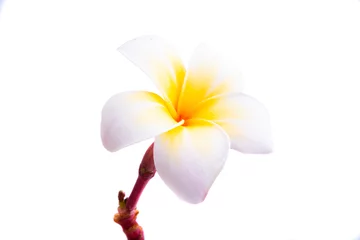 Foto op Plexiglas plumeria flower isolated © ksena32
