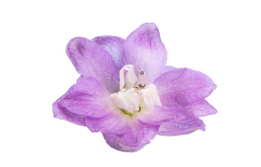 delphinium flower isolated