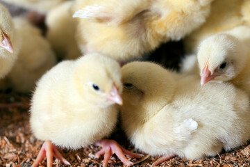 young small chickens in a chicken meat factory