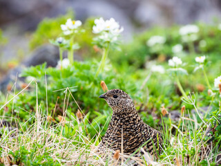 ライチョウ雌とハクサンイチゲ(rock ptarmigan)