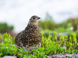 夏羽のライチョウ雌(rock ptarmigan)