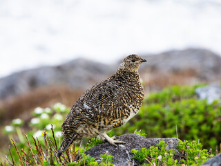 ライチョウ雌(rock ptarmigan)