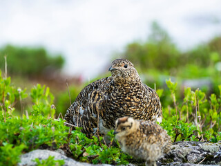 ライチョウ親子(rock ptarmigan)