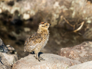 ライチョウのヒナ(rock ptarmigan)
