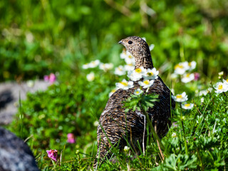 ライチョウ雌とハクサンイチゲ(rock ptarmigan)