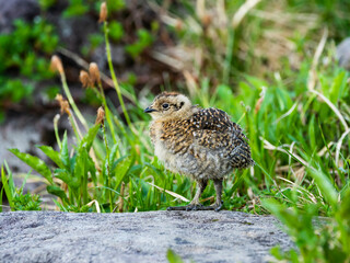 ライチョウのヒナ(rock ptarmigan)