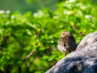 ライチョウのヒナ(rock ptarmigan)