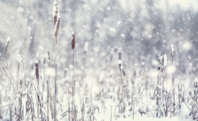 Fototapeta premium Winter forest landscape. Tall trees under snow cover. January frosty day in the park.