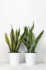 Various types of Sansevieria plants in modern pots on a gray table on a white background. Home plant Sansevieria trifa. Home gardening concept