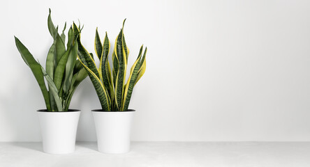 Various types of Sansevieria plants in modern pots on a gray table on a white background. Home plant Sansevieria trifa. Home gardening concept.