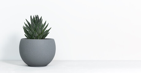 Home plant succulent Haworthia in designer modern pot on a gray table on a white background. House plants in a modern interior