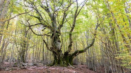 The Pontone Beech is a gigantic tree with an estimated age of 750 years that is found within a...