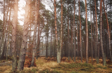Picture of a forest in autumn, color toning applied.