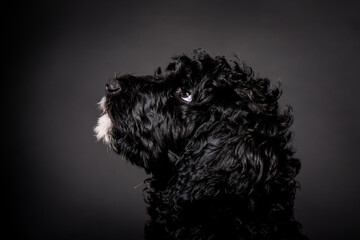 Labradoodle Welpe Schwarz Weiß Hund Studiofotografie