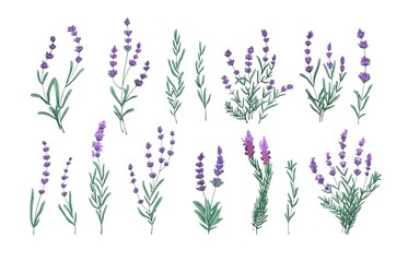 Lavender flowers set. French Provence floral herbs. Botanical drawings of wild purple Lavandula blooms, bouquets and bunches. Colored drawn graphic vector illustrations isolated on white background © Good Studio
