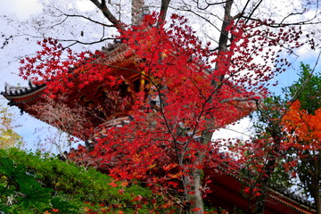 三滝寺の秋の彩り