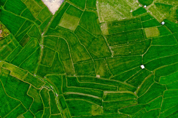 Aerial view of rice field pattern in raining season
