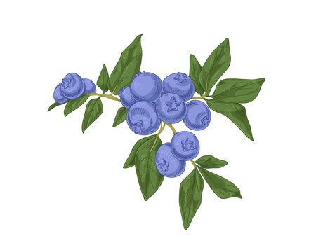 Blueberry branch with fresh ripe blue berries and leaf. Vintage botanical drawing of bog whortleberry in retro style. Great bilberry, fruit plant. Vector illustration isolated on white background