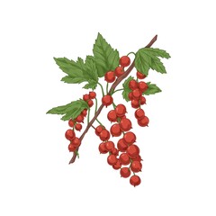 Redcurrant branch. Red currant cluster growing on garden plant. Realistic vintage botanical drawing with fresh ripe berries and leaf. Hand-drawn vector illustration isolated on white background