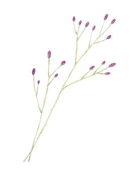 146 Best Great Burnet Images Stock Photos Vectors Adobe Stock