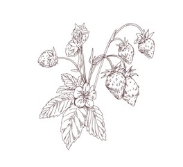 Outlined wild strawberry branch. Vintage botanical drawing of forest plant with growing berries and flowers. Sketch in retro style. Hand-drawn vector illustration isolated on white background - obrazy, fototapety, plakaty