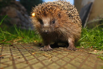young bird on a background of flowers 