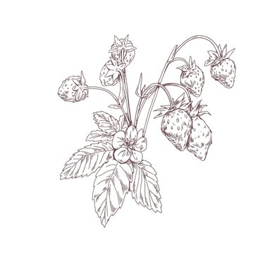 Outlined wild strawberry branch. Vintage botanical drawing of forest plant with growing berries and flowers. Sketch in retro style. Hand-drawn vector illustration isolated on white background