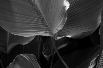 closeup nature view of monochrome leaf background, dark nature concept.