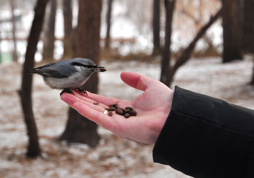 Man feeding small winter bird out of hand