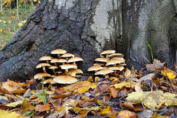 Netherlands. Yellow mushrooms in the forest