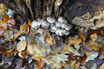 Netherlands. White mushrooms in the forrest